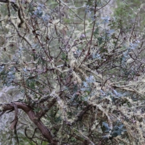 Eucalyptus crenulata at Mongarlowe, NSW - suppressed