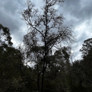 Eucalyptus crenulata at Mongarlowe, NSW - 12 Aug 2024