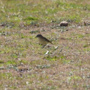 Acanthiza chrysorrhoa at Kambah, ACT - 13 Aug 2024