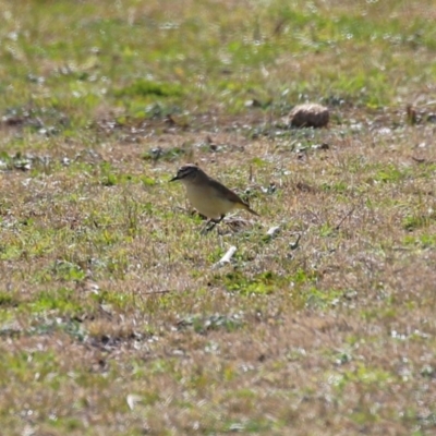 Acanthiza chrysorrhoa (Yellow-rumped Thornbill) at Kambah, ACT - 13 Aug 2024 by RodDeb