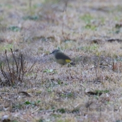 Acanthiza chrysorrhoa at Kambah, ACT - 13 Aug 2024