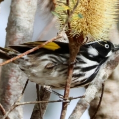 Phylidonyris novaehollandiae (New Holland Honeyeater) at Mongarlowe, NSW - 12 Aug 2024 by LisaH