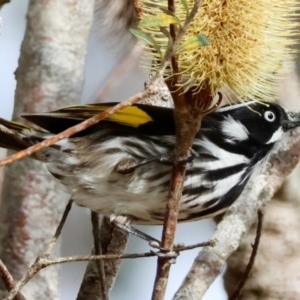 Phylidonyris novaehollandiae at Mongarlowe, NSW - suppressed