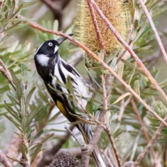 Phylidonyris novaehollandiae at Mongarlowe, NSW - suppressed