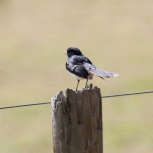 Rhipidura leucophrys at Kambah, ACT - 13 Aug 2024