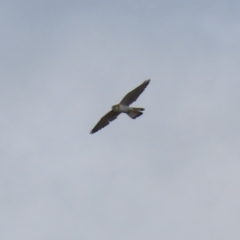 Falco cenchroides (Nankeen Kestrel) at Kambah, ACT - 13 Aug 2024 by RodDeb