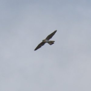 Falco cenchroides at Kambah, ACT - 13 Aug 2024