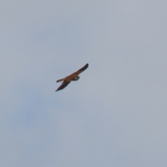 Falco cenchroides at Kambah, ACT - 13 Aug 2024