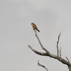 Falco cenchroides at Kambah, ACT - 13 Aug 2024 02:01 PM