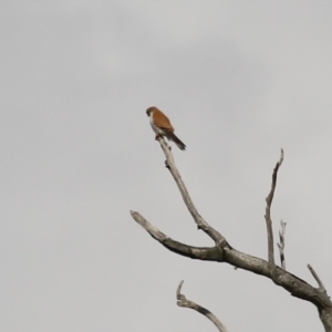 Falco cenchroides at Kambah, ACT - 13 Aug 2024