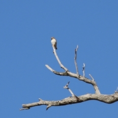 Falco cenchroides at Kambah, ACT - 13 Aug 2024 02:01 PM