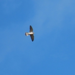 Falco cenchroides at Kambah, ACT - 13 Aug 2024