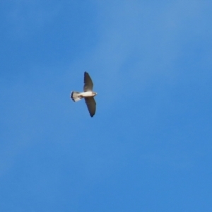 Falco cenchroides at Kambah, ACT - 13 Aug 2024