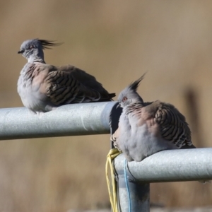 Ocyphaps lophotes at Kambah, ACT - 13 Aug 2024