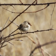 Malurus cyaneus at Kambah, ACT - 13 Aug 2024 02:02 PM