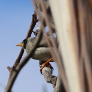 Manorina melanocephala at Mongarlowe, NSW - 12 Aug 2024