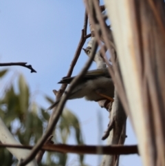 Manorina melanocephala at Mongarlowe, NSW - suppressed