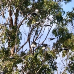 Corcorax melanorhamphos (White-winged Chough) at Mongarlowe, NSW - 12 Aug 2024 by LisaH