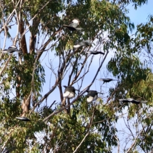 Corcorax melanorhamphos at Mongarlowe, NSW - 12 Aug 2024