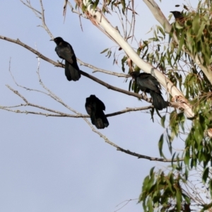 Corcorax melanorhamphos at Mongarlowe, NSW - 12 Aug 2024