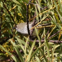 Acanthiza pusilla (Brown Thornbill) at Kambah, ACT - 13 Aug 2024 by RodDeb