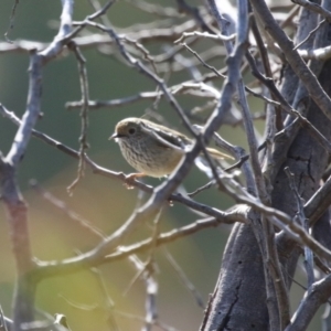 Acanthiza pusilla at Kambah, ACT - 13 Aug 2024