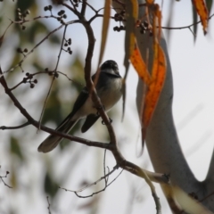 Rhipidura albiscapa at Kambah, ACT - 13 Aug 2024 02:01 PM