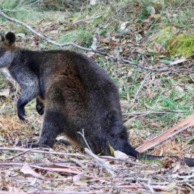 Wallabia bicolor (Swamp Wallaby) at Mongarlowe, NSW - 12 Aug 2024 by LisaH