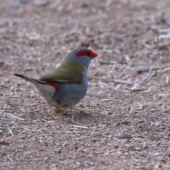 Neochmia temporalis (Red-browed Finch) at Kambah, ACT - 13 Aug 2024 by RodDeb