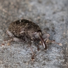 Melanterius maculatus (Acacia Seed Weevil) at Belconnen, ACT - 13 Aug 2024 by kasiaaus