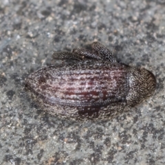 Melanterius maculatus at Belconnen, ACT - 13 Aug 2024