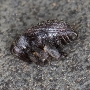 Melanterius maculatus at Belconnen, ACT - 13 Aug 2024