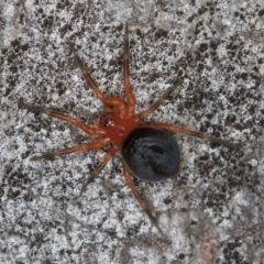 Scotospilus sp. (genus) (A dwarf sheet spider) at Belconnen, ACT - 13 Aug 2024 by kasiaaus