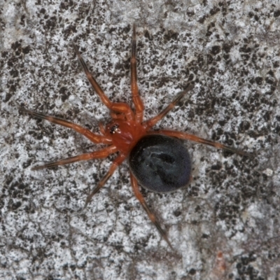 Scotospilus sp. (genus) (A dwarf sheet spider) at Belconnen, ACT - 13 Aug 2024 by kasiaaus