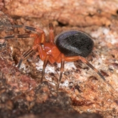 Scotospilus sp. (genus) at Belconnen, ACT - 13 Aug 2024