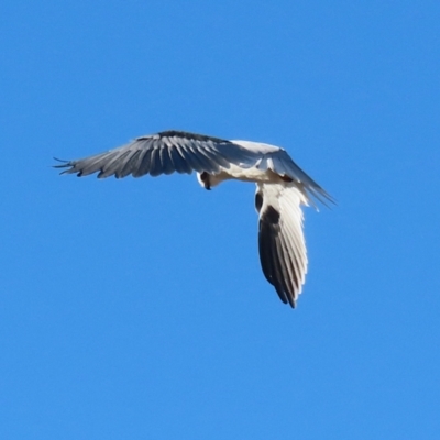 Elanus axillaris (Black-shouldered Kite) at Kambah, ACT - 13 Aug 2024 by RodDeb