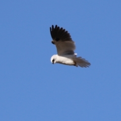 Elanus axillaris at Kambah, ACT - 13 Aug 2024 02:58 PM