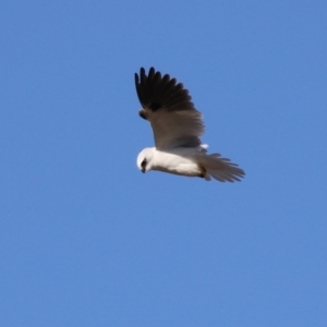 Elanus axillaris at Kambah, ACT - 13 Aug 2024