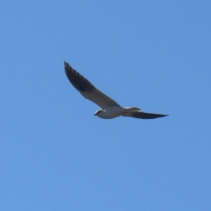 Elanus axillaris at Kambah, ACT - 13 Aug 2024 02:58 PM