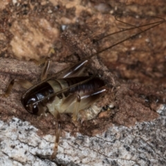 Grylloidea (superfamily) (Unidentified cricket) at Belconnen, ACT - 13 Aug 2024 by kasiaaus