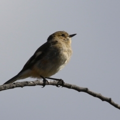 Petroica phoenicea (Flame Robin) at Kambah, ACT - 13 Aug 2024 by RodDeb