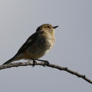 Petroica phoenicea at Kambah, ACT - 13 Aug 2024