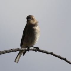 Petroica phoenicea at Kambah, ACT - 13 Aug 2024