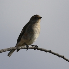 Petroica phoenicea at Kambah, ACT - 13 Aug 2024