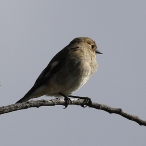 Petroica phoenicea at Kambah, ACT - 13 Aug 2024