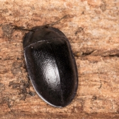 Pterohelaeus striatopunctatus at Belconnen, ACT - 13 Aug 2024