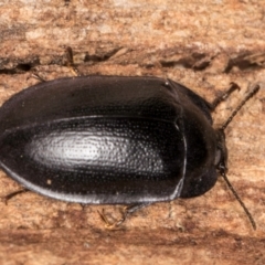 Pterohelaeus striatopunctatus at Belconnen, ACT - 13 Aug 2024