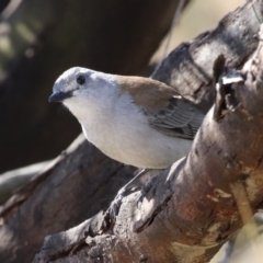 Colluricincla harmonica (Grey Shrikethrush) at Kambah, ACT - 13 Aug 2024 by RodDeb