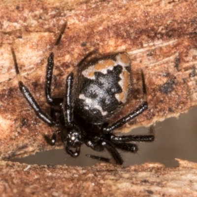 Euryopis splendens (Splendid tick spider) at Belconnen, ACT - 13 Aug 2024 by kasiaaus