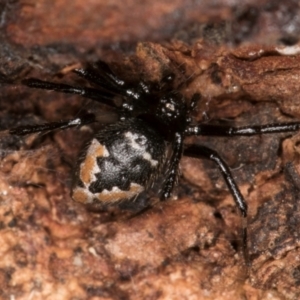 Euryopis splendens at Belconnen, ACT - 13 Aug 2024